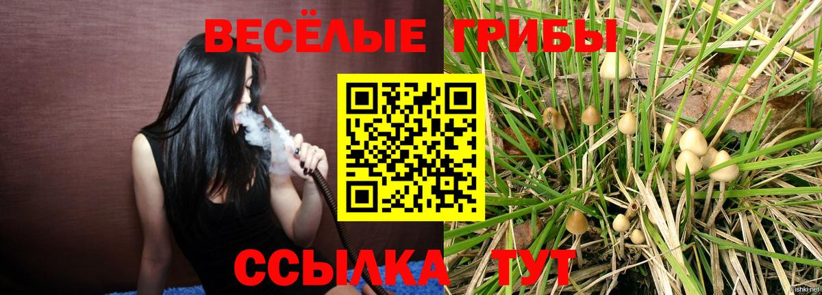Псилоцибиновые грибы прущие грибы  Вход с VPN  Тулун  купить   Псилоцибиновые грибы Cubensis 